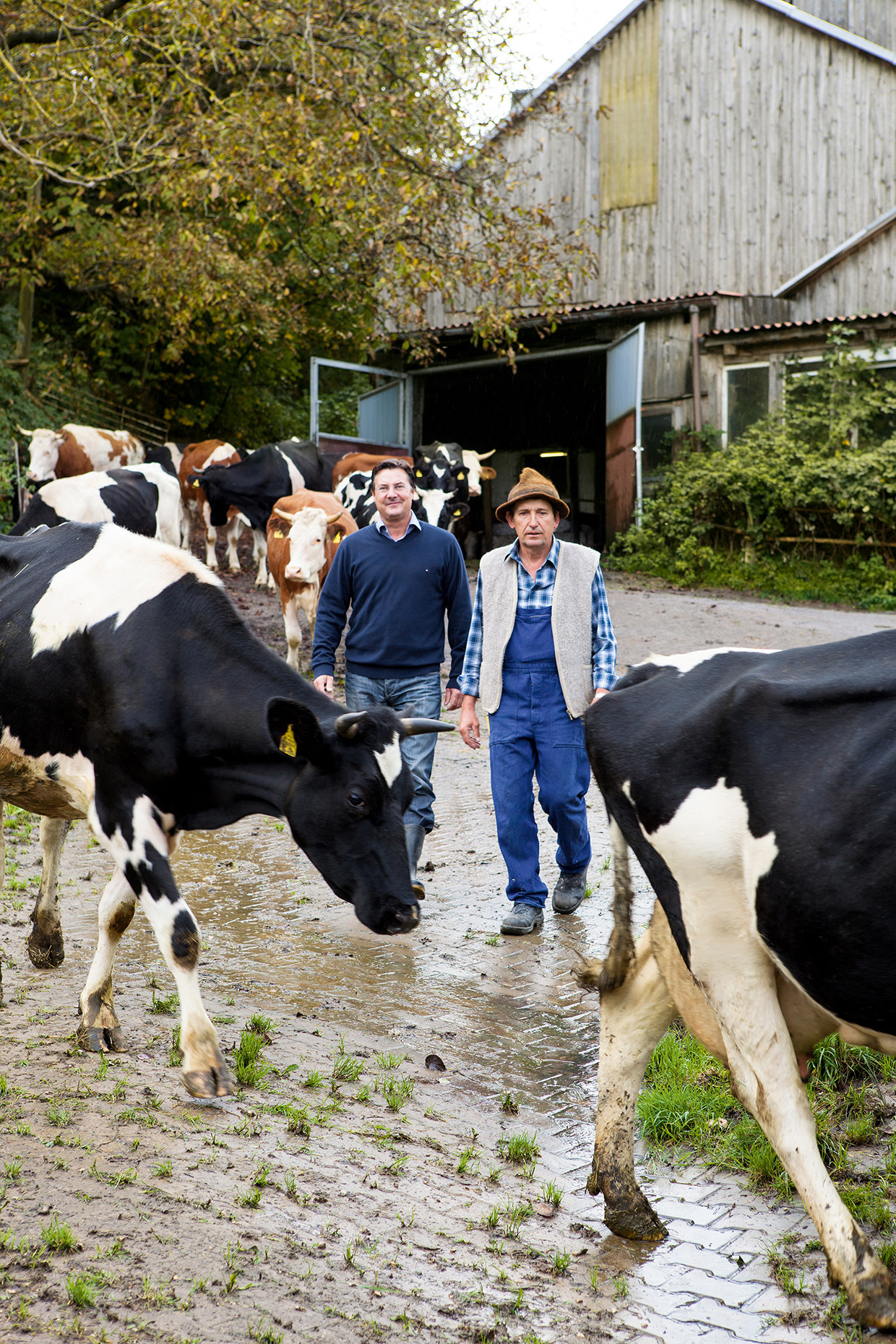 Das Rind und das Klima | Die wahre Geschichte weitgehend verborgener und ungenutzter Potenziale