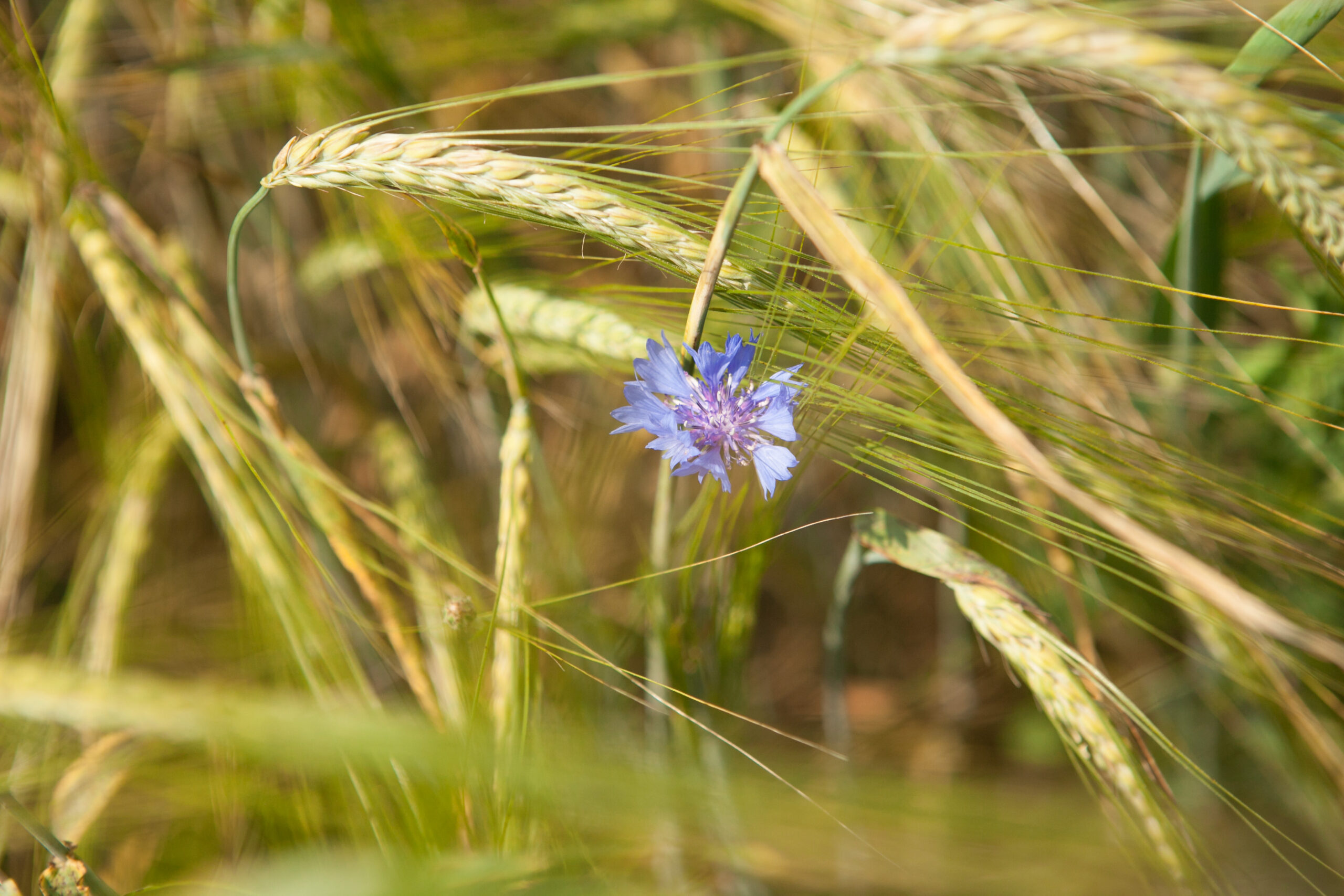 Neuregelung von Gentechnikverfahren