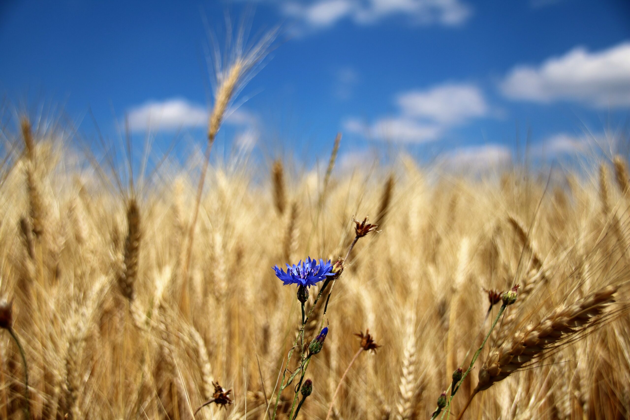 Neue genomische Techniken