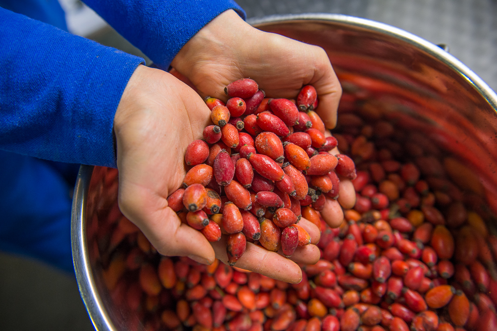 Forschung für ökologische Lebensmittel